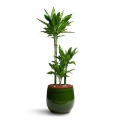 Dracaena Fragrans Janet Lind - Multi Stem -Plants Sale Store Dracaena fragrans Janet Lind 3 Stem 21x100cm Charlotte Plant Pot Green 29x25cm