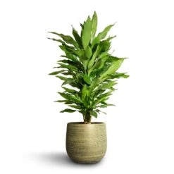 Lydia Plant Pot - Shiny Green -Plants Sale Store Dracaena fragrans Janet Lind Branched 21x80cm Lydia Plant Pot Shiny Green 26x26cm