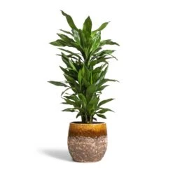 Lindy Plant Pot - Ochre 27 Lindy Plant Pot - Ochre -Plants Sale Store Dracaena fragrans Janet Lind Branched 24x95cm Lindy Plant Pot Ochre 30x25cm c3b5336e ca1e 4cec 875e 7875a9b9bdf1