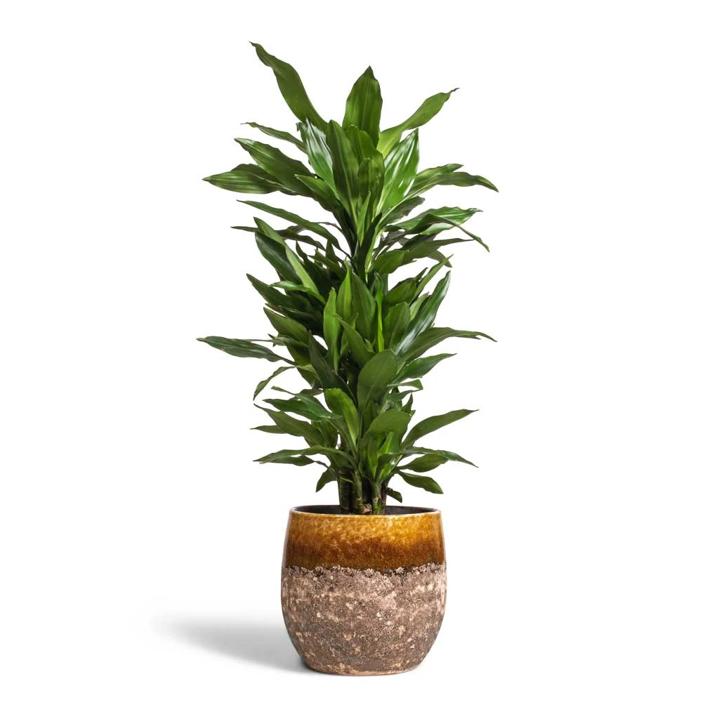 Lindy Plant Pot - Ochre 12 Lindy Plant Pot - Ochre - Image 10