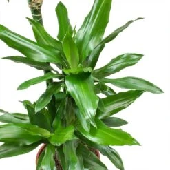Dracaena Janet Lind - Multi Stem - HydroCare -Plants Sale Store Dracaena fragrans Janet Lind Leaves 5d10cff4 ae5a 4e39 b544 5927162c5a88