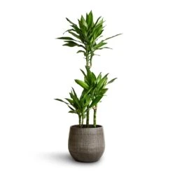 Esra Plant Pot - Mystic Grey -Plants Sale Store Dracaena fragrans Janet Lind Multi Stem 21x100 Esra Plant Pot Mystic Grey 26x26cm 2cb21ad3 c76c 4faf ad18 0c10f2d13d65