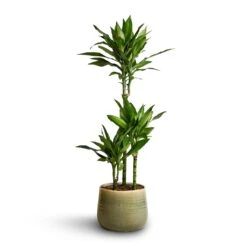 Dracaena Fragrans Janet Lind - Multi Stem -Plants Sale Store Dracaena fragrans Janet Lind Multi Stem 21x100 Iris Plant Pot Mint 26x21cm