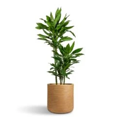 Dune Cylinder Planter - Almond 15 Dune Cylinder Planter - Almond -Plants Sale Store Dracaena fragrans Janet Lind Multi Stem 21x110cm 3 stems Dune Cylinder Planter Almond 38x37cm