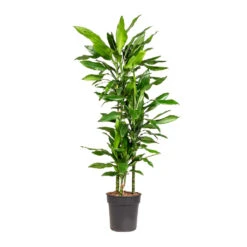 Dracaena Fragrans Janet Lind - Multi Stem -Plants Sale Store Dracaena fragrans Janet Lind Multi Stem 21x110cm 3 stems