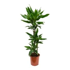 Dracaena Fragrans Janet Lind - Multi Stem -Plants Sale Store Dracaena fragrans Janet Lind Multi Stem