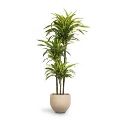 Mini Orb Kevan Plant Pot - Grey Washed -Plants Sale Store Dracaena fragrans Lemon Lime 3MultiStem 24 x 140cm Mini Orb Kevan Plant Pot Grey Washed 32x28cm c96e807e 71e5 4449 8cc8 060db2ea8dff