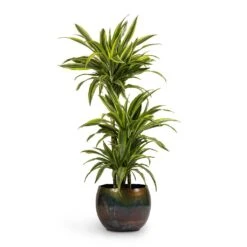 Dracaena Fragrans Lemon Lime - Multi Stem -Plants Sale Store Dracaena fragrans Lemon Lime 3MultiStem 24x140cm Ellen Metal Plant Pots Set3 Big Vintage Green