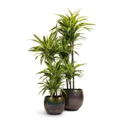 Dracaena Fragrans Lemon Lime - Multi Stem -Plants Sale Store Dracaena fragrans Lemon Lime 3MultiStem 24x140cm Ellen Metal Plant Pots Set3 Medium Big Vintage Green