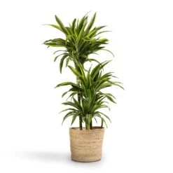 Dracaena Fragrans Lemon Lime - Multi Stem -Plants Sale Store Dracaena fragrans Lemon Lime 3MultiStem 24x140cm Selin Plant Basket Jute 30x26cm