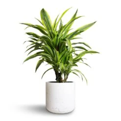 Dracaena Fragrans Lemon Lime - Branched -Plants Sale Store Dracaena fragrans Lemon Lime Branched 21x70cm Charlie Plant Pot White Washed 25x24cm