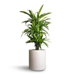 Dracaena Fragrans Lemon Lime - Branched -Plants Sale Store Dracaena fragrans Lemon Lime Branched 21x70cm Max Refined Planter Natural White 29x29.5cm