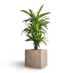 Raindrop Cube Planter - Stone -Plants Sale Store Dracaena fragrans Lemon Lime Branched 21x70cm Raindrop Cube Planter Stone 30x30x27cm ae9dd8c7 c891 481d 8ac5 b1364706eab5
