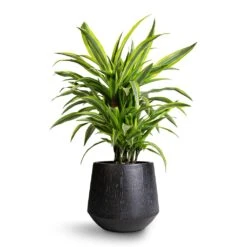 Dracaena Fragrans Lemon Lime - Branched -Plants Sale Store Dracaena fragrans Lemon Lime Branched 21x70cm Raindrop Tube Round Planter Anthracite