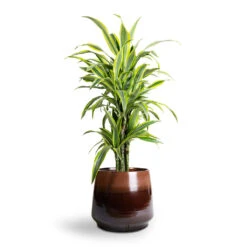 Dracaena Fragrans Lemon Lime - Branched -Plants Sale Store Dracaena fragrans Lemon Lime Branched 24x90cm Joah Plant Pot Truffle 33x28cm