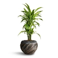 Dracaena Fragrans Lemon Lime - Branched -Plants Sale Store Dracaena fragrans Lemon Lime Branched 24x90cm Luxe Lite Wave Globe Planter Bronze
