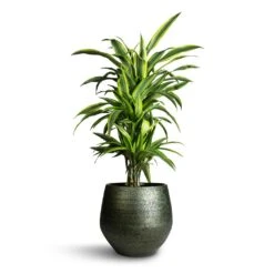 Noor Plant Pot - Velvet Green -Plants Sale Store Dracaena fragrans Lemon Lime Branched 24x90cm Noor Plant Pot Velvet Green 33x30cm 912c4454 ba78 4907 a5e2 20b453a69ca7