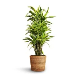 Dracaena Fragrans Lemon Lime - Branched -Plants Sale Store Dracaena fragrans Lemon Lime Branched 27x110cm Igmar Plant Basket Natural 30x26cm 2