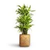 Dracaena Fragrans Lemon Lime - Branched -Plants Sale Store Dracaena fragrans Lemon Lime Branched 27x110cm Zayn Bamboo Planter 31.5x33cm 2