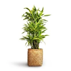 Zayn Bamboo Planter 24 Zayn Bamboo Planter -Plants Sale Store Dracaena fragrans Lemon Lime Branched 27x110cm Zayn Bamboo Planter 31.5x33cm 2 3484520d 491b 4b04 bb51 9c518cd543c5