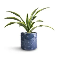 Dracaena Fragrans Lemon Lime - Head -Plants Sale Store Dracaena fragrans Lemon Lime Head 12x35cm Arley Plant Pot Blue Dragonfly 14.5x15.5cm