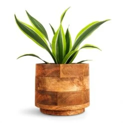Dracaena Fragrans Lemon Lime - Head -Plants Sale Store Dracaena fragrans Lemon Lime Head 12x35cm Helle Plant Pot Natural 16x14cm