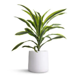 Dracaena Fragrans Lemon Lime - Head -Plants Sale Store Dracaena fragrans Lemon Lime Head 17x50cm Akemi Plant Pot Pure White 22x20cm