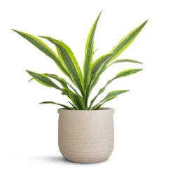 Dracaena Fragrans Lemon Lime - Head -Plants Sale Store Dracaena fragrans Lemon Lime Head 17x50cm Aurora Terrazzo Handle Plant Pot Oat 22x21cm