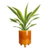 Dracaena Fragrans Lemon Lime - Head -Plants Sale Store Dracaena fragrans Lemon Lime Head 17x50cm Pisa Plant Pot Mustard 20x24cm 6bf24ae6 fd31 4ce0 bb12 3ee36a549dd6