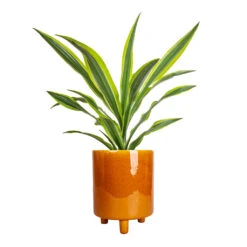 Dracaena Fragrans Lemon Lime - Head