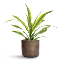 Dracaena Fragrans Lemon Lime - Head -Plants Sale Store Dracaena fragrans Lemon Lime Head 17x50cm Remmi Glaze Plant Pot Mocha 20x20cm f47c8ae6 ee3b 4689 89ec 80182e8fdf4e
