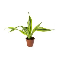 Dracaena Fragrans Lemon Lime - Head -Plants Sale Store Dracaena fragrans Lemon Lime Head