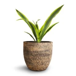 Dracaena Fragrans Lemon Lime - Head -Plants Sale Store Dracaena fragrans Lemon Lime Head Cas Plant Pot Sahara