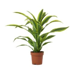 Dracaena Fragrans Lemon Lime - Head -Plants Sale Store Dracaena fragrans Lemon Lime Head Large