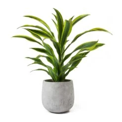 Dracaena Fragrans Lemon Lime - Head -Plants Sale Store Dracaena fragrans Lemon Lime Head Large Amber Grey Plant Pot