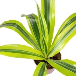 Dracaena Fragrans Lemon Lime - Head -Plants Sale Store Dracaena fragrans Lemon Lime Head Leaves