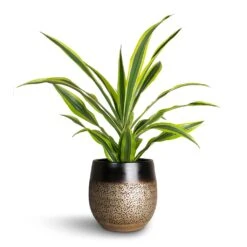 Dracaena Fragrans Lemon Lime - Head -Plants Sale Store Dracaena fragrans Lemon Lime Head Mya Plant Pot Deep Champagne
