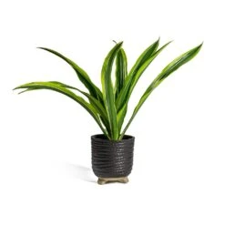 Dracaena Fragrans Lemon Lime - Head -Plants Sale Store Dracaena fragrans Lemon Lime Head bekka Plant Pot black fdf975a1 d244 4f3f 9726 626b0c63d9c1