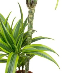 Dracaena Lemon Lime - Multi Stem - HydroCare -Plants Sale Store Dracaena fragrans Lemon Lime Leaves f0cd484d ee10 45ce bbcf 37fd2b6d17f7