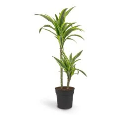Dracaena Fragrans Lemon Lime - Multi Stem -Plants Sale Store Dracaena fragrans Lemon Lime Multi Stem 19 x 100cm 2 stems