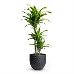 Dracaena Fragrans Lemon Lime - Multi Stem -Plants Sale Store Dracaena fragrans Lemon Lime Multi Stem 21x100cm 3 stems Rinca Plant Pot Shiny Black 29x26cm
