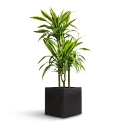 Grigio Cube Planter - Anthracite Concrete -Plants Sale Store Dracaena fragrans Lemon Lime Multi Stem 21x100cm 3 stems Grigio Cube Planter Anthracite Concrete 30x30x30cm