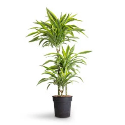 Dracaena Fragrans Lemon Lime - Multi Stem -Plants Sale Store Dracaena fragrans Lemon Lime Multi Stem 21x120cm 3stems