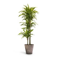 Dracaena Fragrans Lemon Lime - Multi Stem -Plants Sale Store Dracaena fragrans Lemon Lime Multi Stem 24 x 140cm Claire Artstone Plant Pot Grey 32x29cm