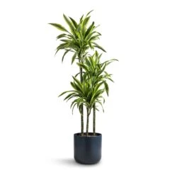 Dracaena Fragrans Lemon Lime - Multi Stem -Plants Sale Store Dracaena fragrans Lemon Lime Multi Stem 24x140cm 3 stems Lisbon Plant Pot Navy 26x26cm