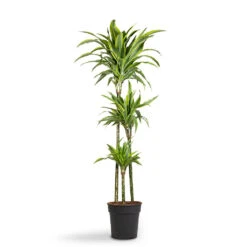 Dracaena Fragrans Lemon Lime - Multi Stem -Plants Sale Store Dracaena fragrans Lemon Lime Multi Stem 24x140cm 3stems 1