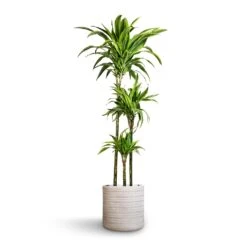 Angle Cylinder Plant Pot - White -Plants Sale Store Dracaena fragrans Lemon Lime Multi Stem 24x140cm 3stems Angle Cylinder Plant Pot White 30x30cm