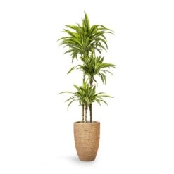 Ben Plant Pot - Straw Grass -Plants Sale Store Dracaena fragrans Lemon Lime Multi Stem 24x140cm 3stems Ben Plant Pot Straw Grass 30x41cm