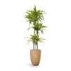 Dracaena Fragrans Lemon Lime - Multi Stem -Plants Sale Store Dracaena fragrans Lemon Lime Multi Stem 24x140cm 3stems Ben Plant Pot Straw Grass 30x41cm bf2555d4 64fb 4c2b b191 a00f80cab85e