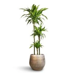 Noor Plant Pot - Metallic Grey -Plants Sale Store Dracaena fragrans Lemon Lime Multi Stem 24x140cm 3stems Noor Plant Pot Metallic Grey 36x33cm 2 69d85773 6bcd 409f b13f 8f569db81933